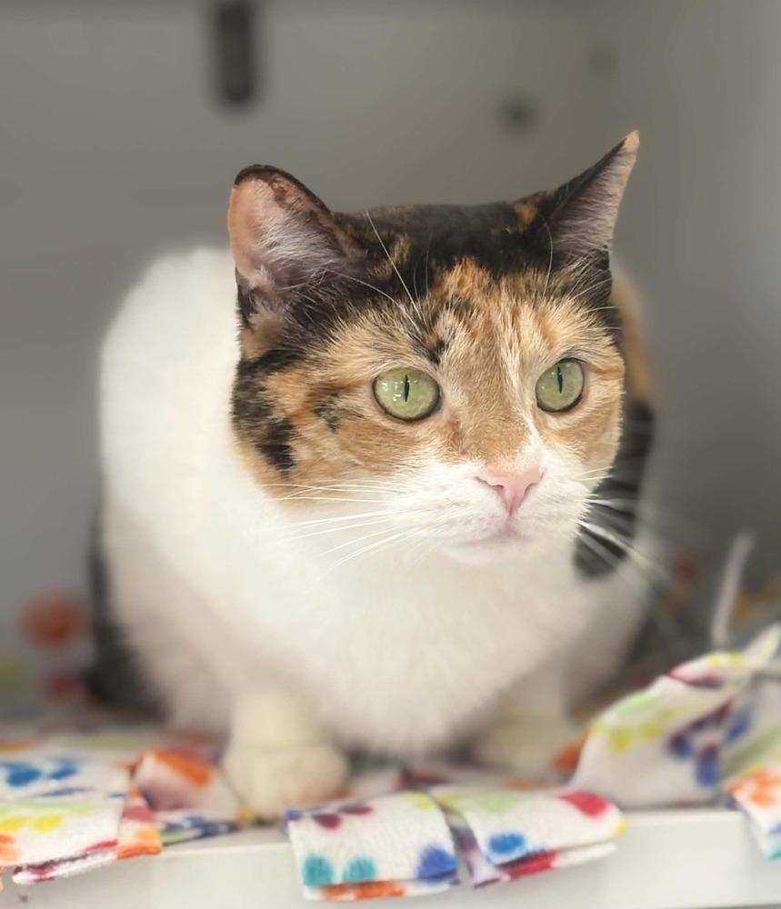 Jyn Erso, a Adoptable mixed breed in Plymouth, MN image 5/6