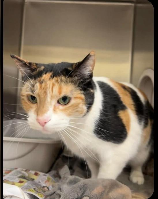 Jyn Erso, a Adoptable mixed breed in Plymouth, MN image 6/6