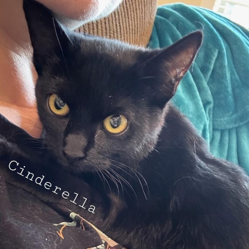 Enlarge Cinder, a Adoptable Domestic Short Hair in Layton, UT image 1/1