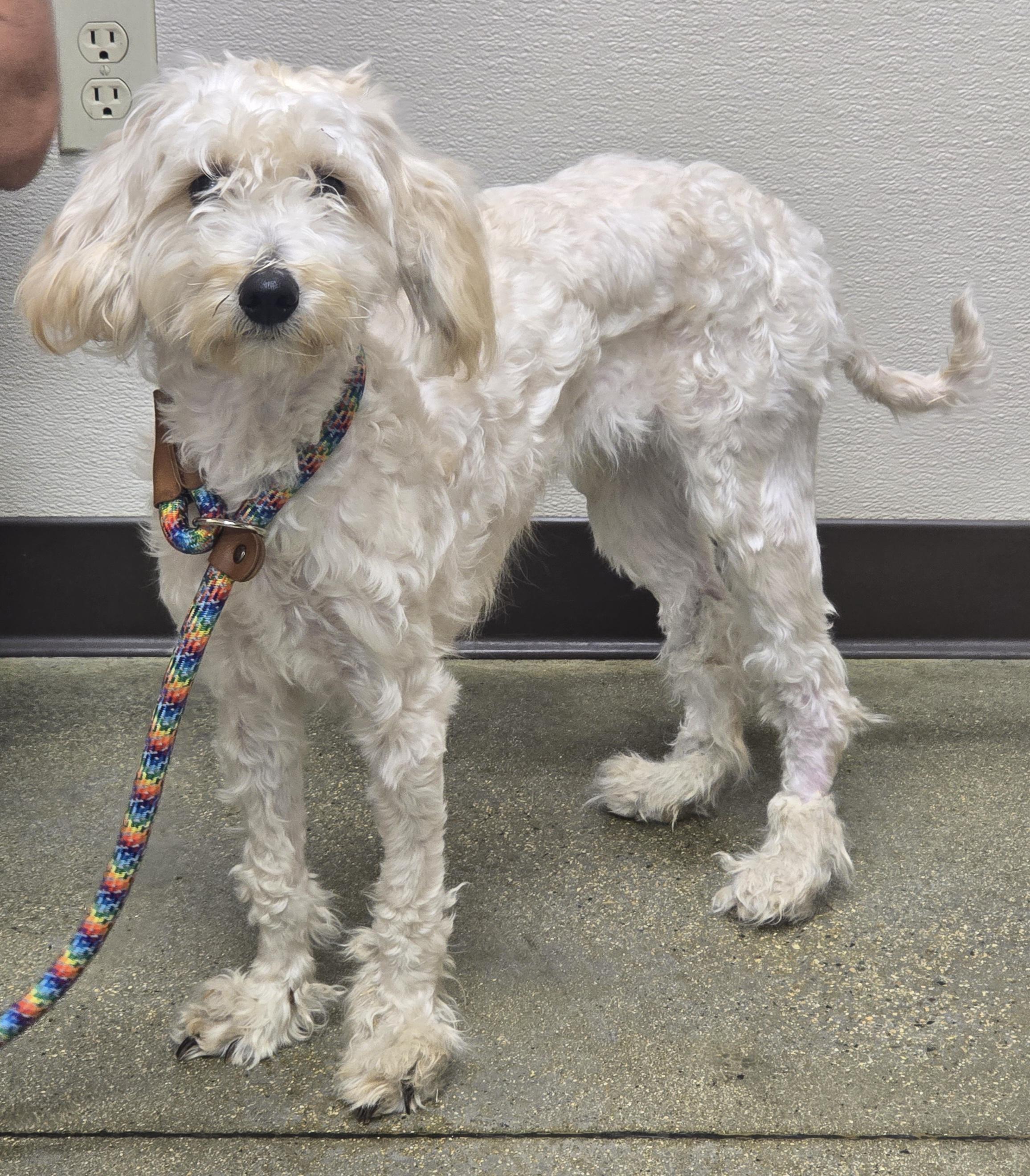 Lucy Love, an adopted mixed breed in Selma, CA image 2/5