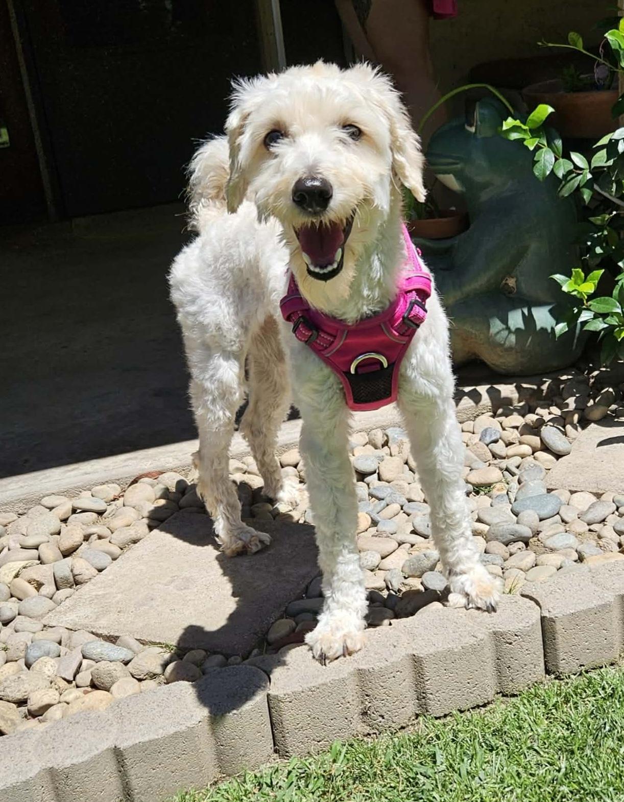 Lucy Love, an adopted mixed breed in Selma, CA image 5/5