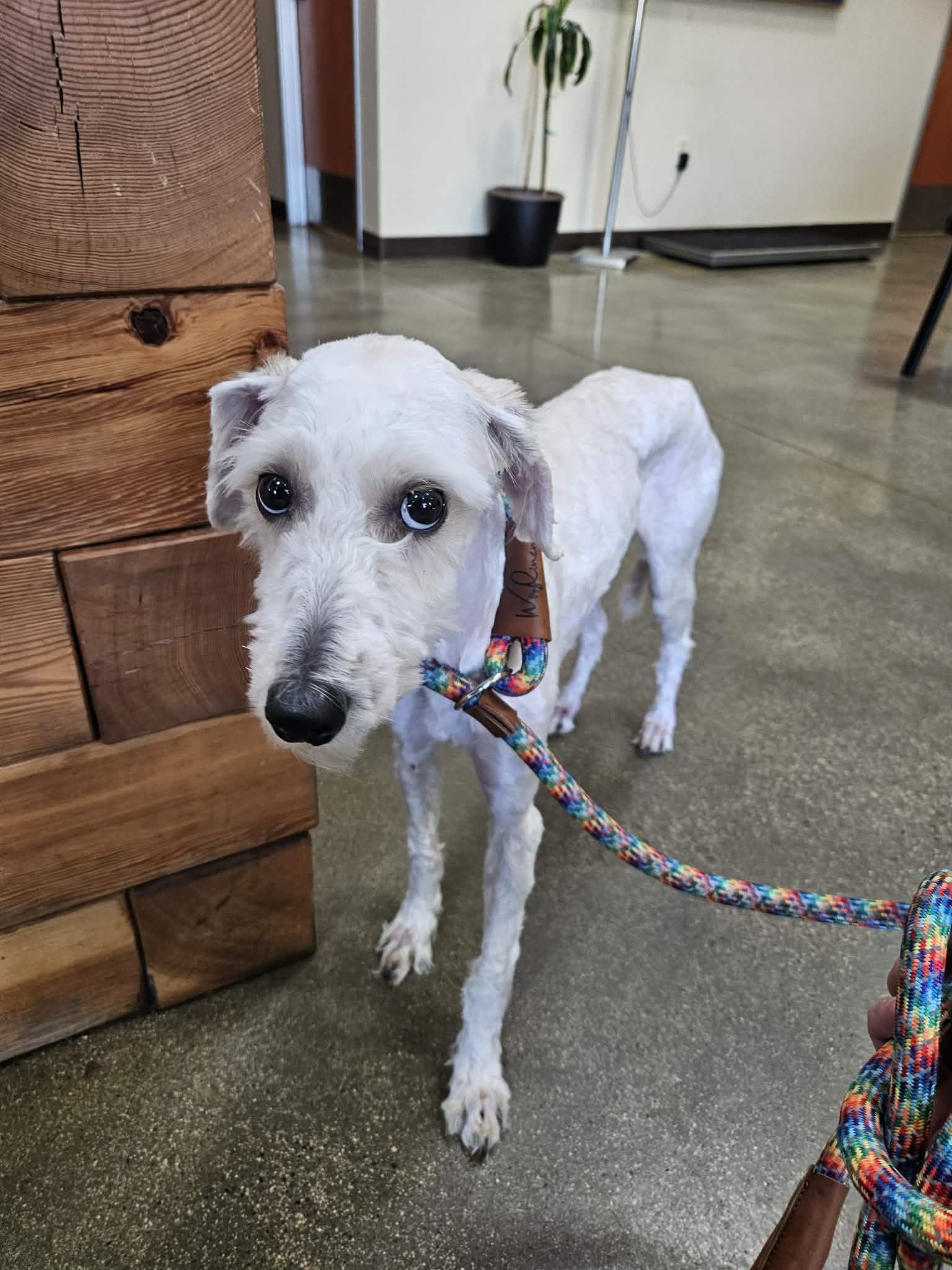 Lucy Love, an adopted mixed breed in Selma, CA image 3/5