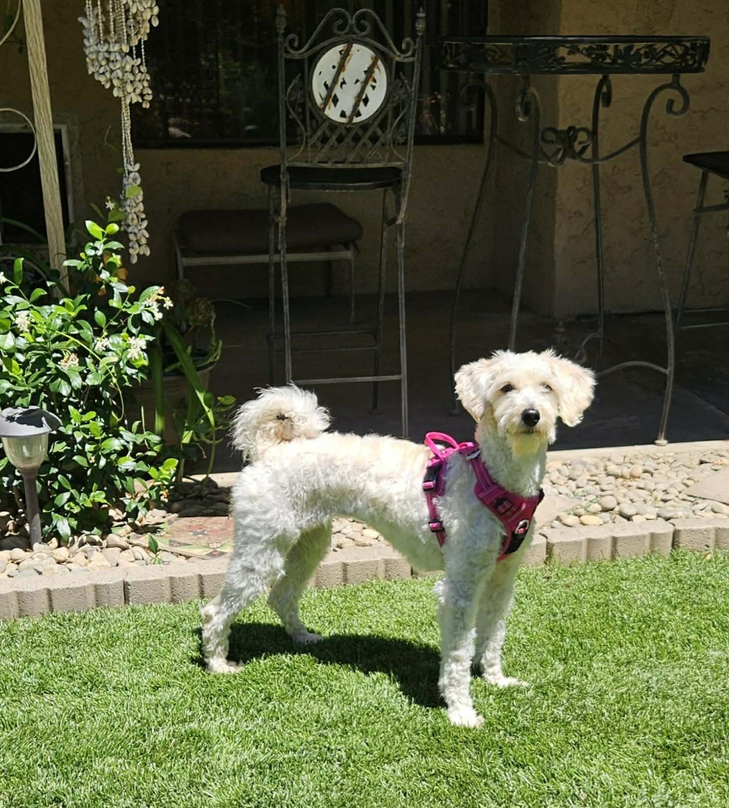 Lucy Love, an adopted mixed breed in Selma, CA image 4/5