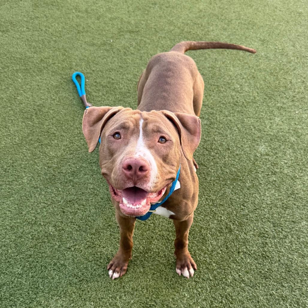 Poseidon, Adoptable, Young Male Terrier & Terrier.