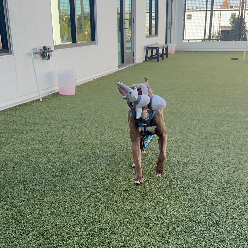 Enlarge Poseidon, a Adoptable mixed breed in Tampa, FL image 2/6