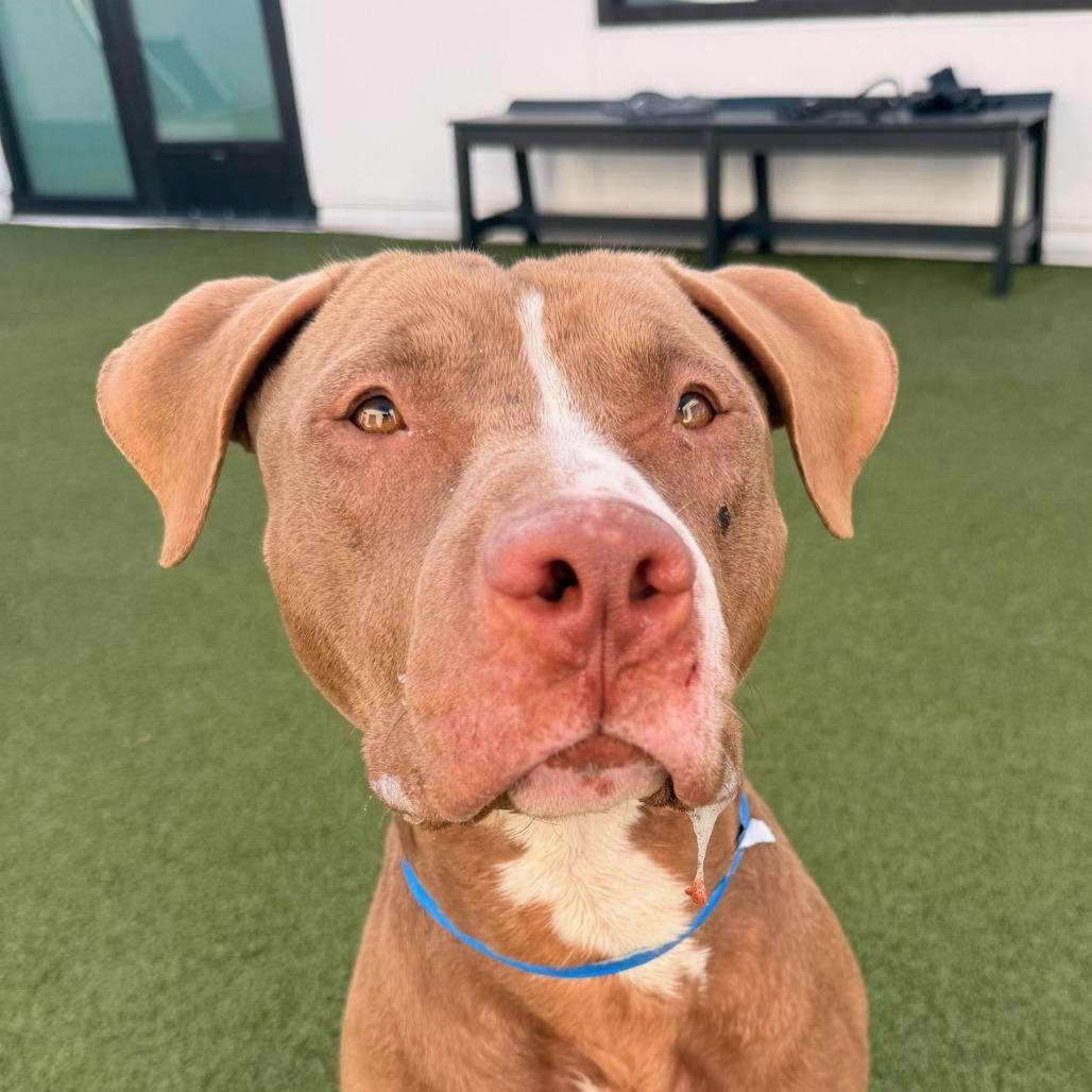 Enlarge Poseidon, a Adoptable mixed breed in Tampa, FL image 3/6