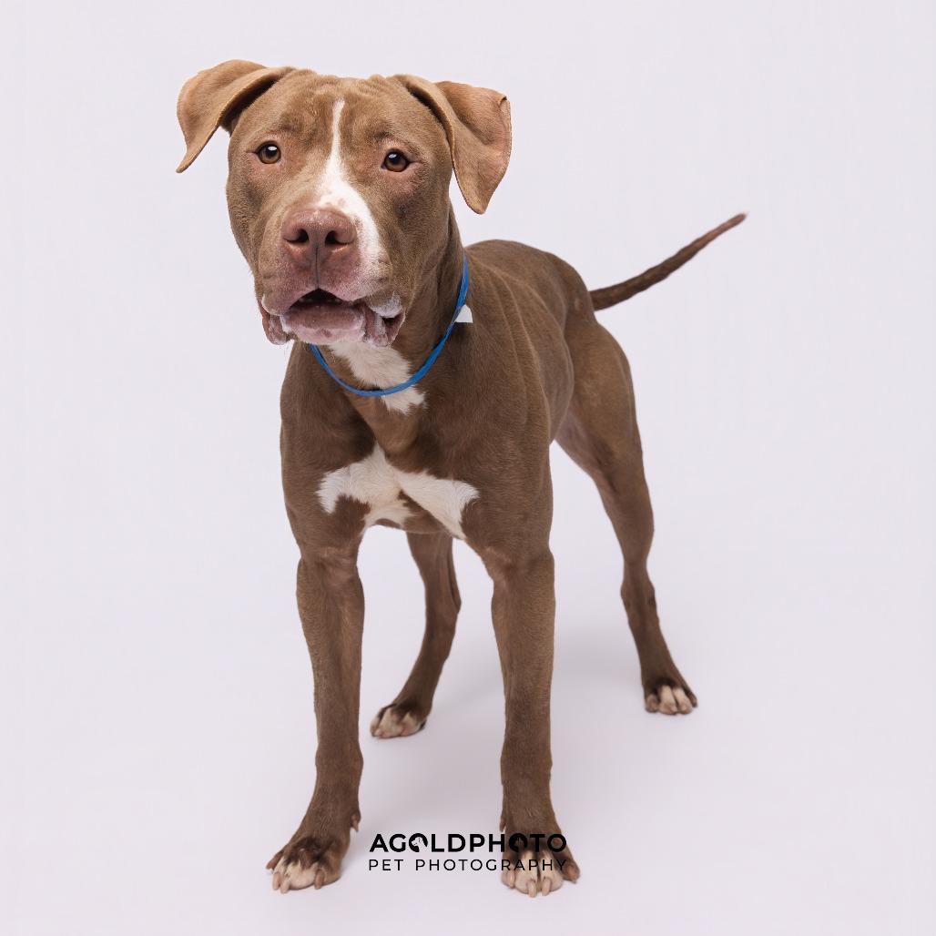 Enlarge Poseidon, a Adoptable mixed breed in Tampa, FL image 4/6