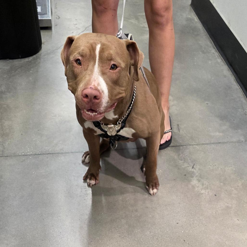 Enlarge Poseidon, a Adoptable mixed breed in Tampa, FL image 5/6