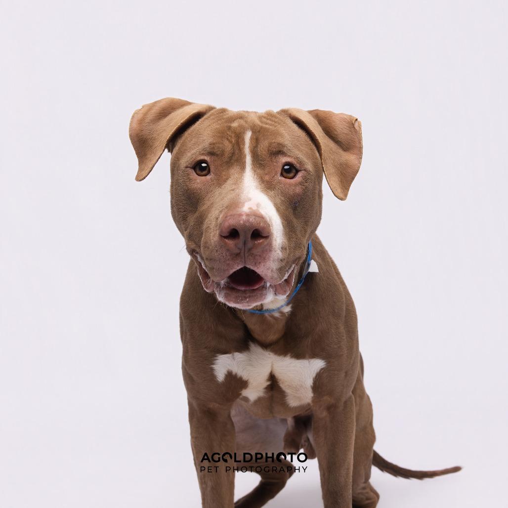 Enlarge Poseidon, a Adoptable mixed breed in Tampa, FL image 6/6