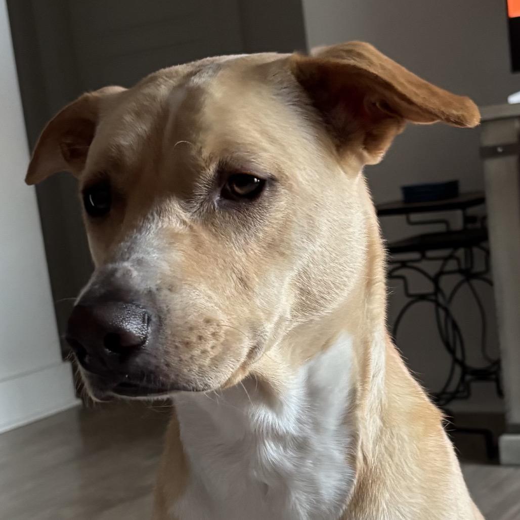 Cooper, a Adoptable Carolina Dog in Aberdeen, NC image 1/6