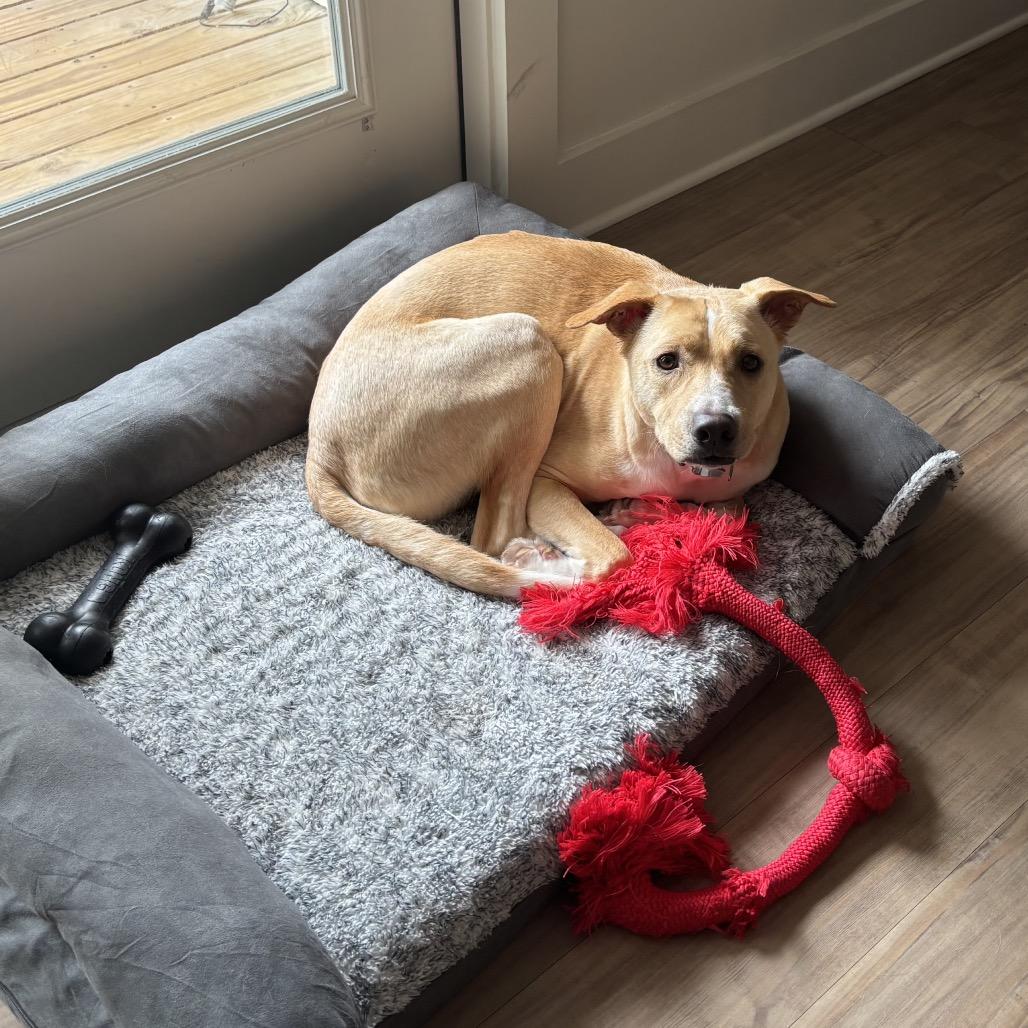 Cooper, a Adoptable Carolina Dog in Aberdeen, NC image 3/6