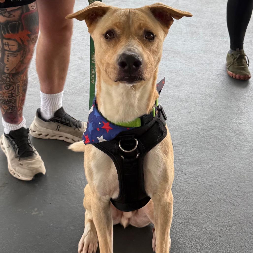 Cooper, a Adoptable Carolina Dog in Aberdeen, NC image 6/6