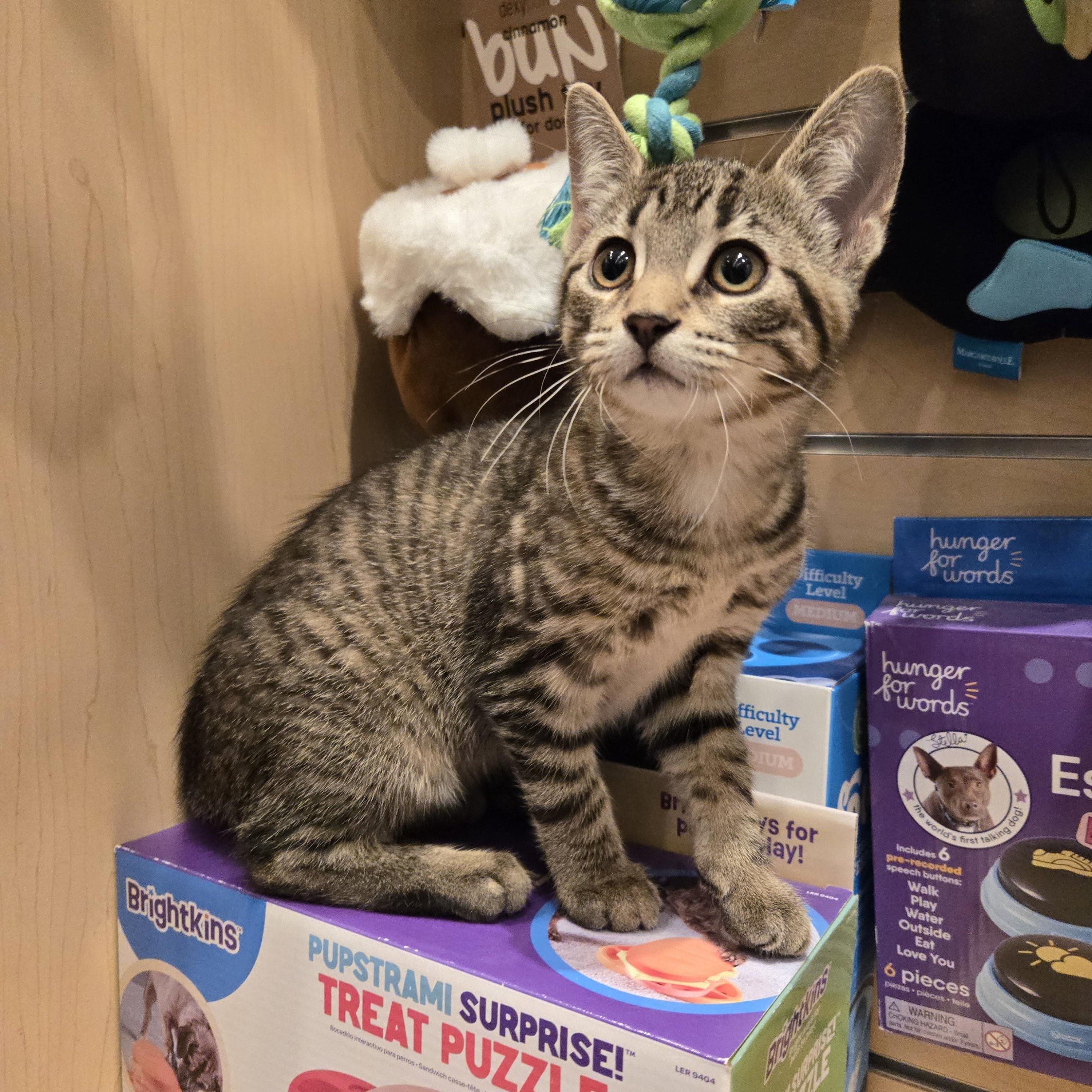 Hazel, Adoptable, Kitten Female Domestic Short Hair.