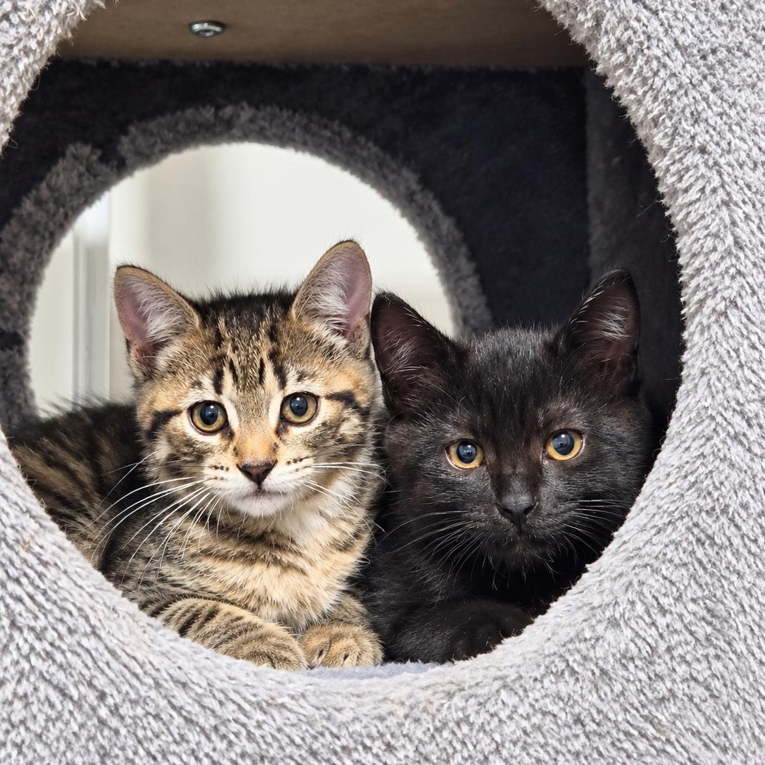 Enlarge Hazel, a Adoptable Domestic Short Hair in Mississauga, ON image 5/6