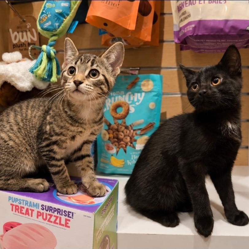 Enlarge Hazel, a Adoptable Domestic Short Hair in Mississauga, ON image 3/6