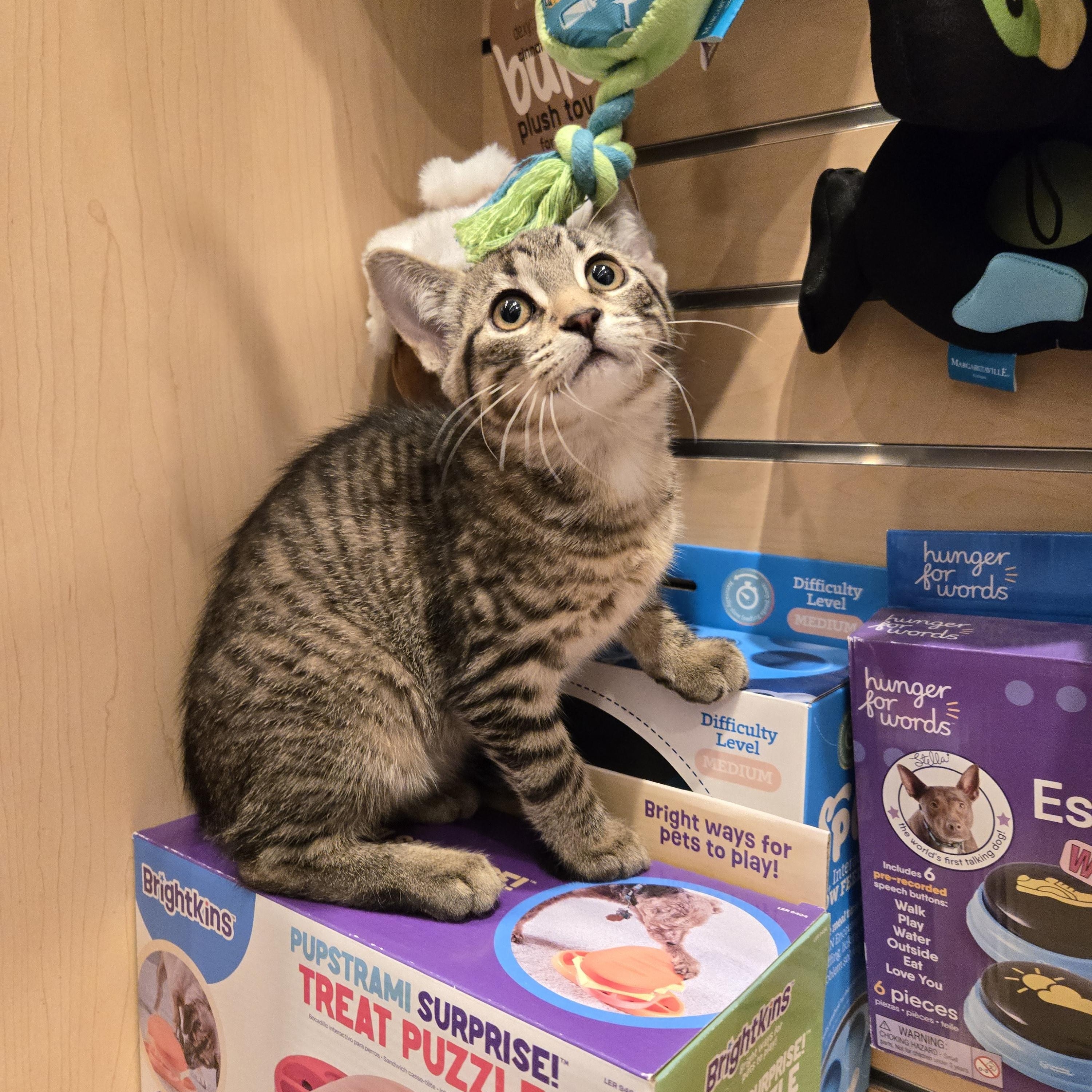 Enlarge Hazel, a Adoptable Domestic Short Hair in Mississauga, ON image 2/6