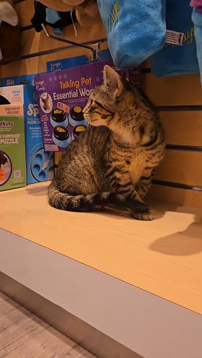 Enlarge Hazel, a Adoptable Domestic Short Hair in Mississauga, ON video 6/6
