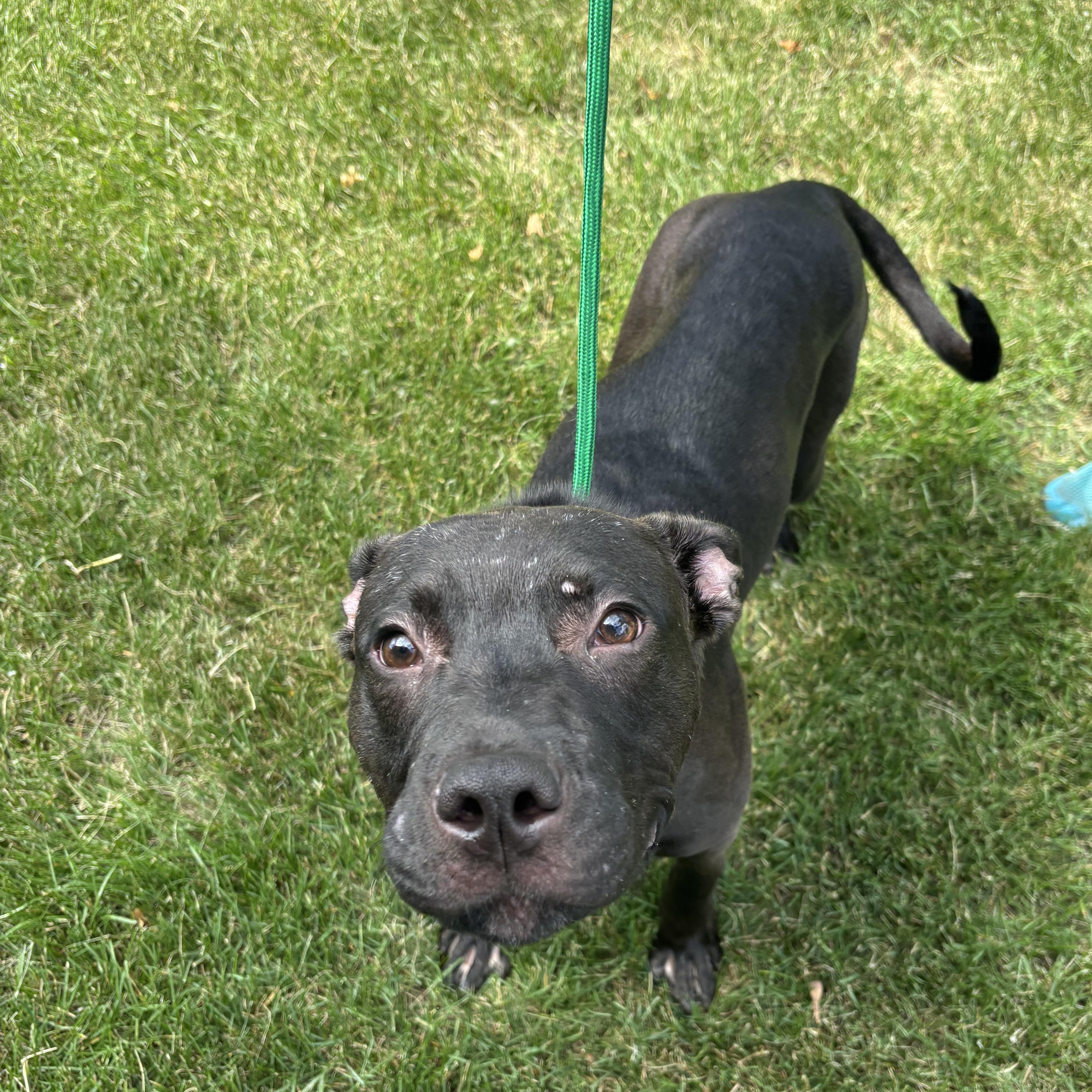 Bada-Bing, an adopted Mixed Breed in Mount Pleasant, MI image 2/2