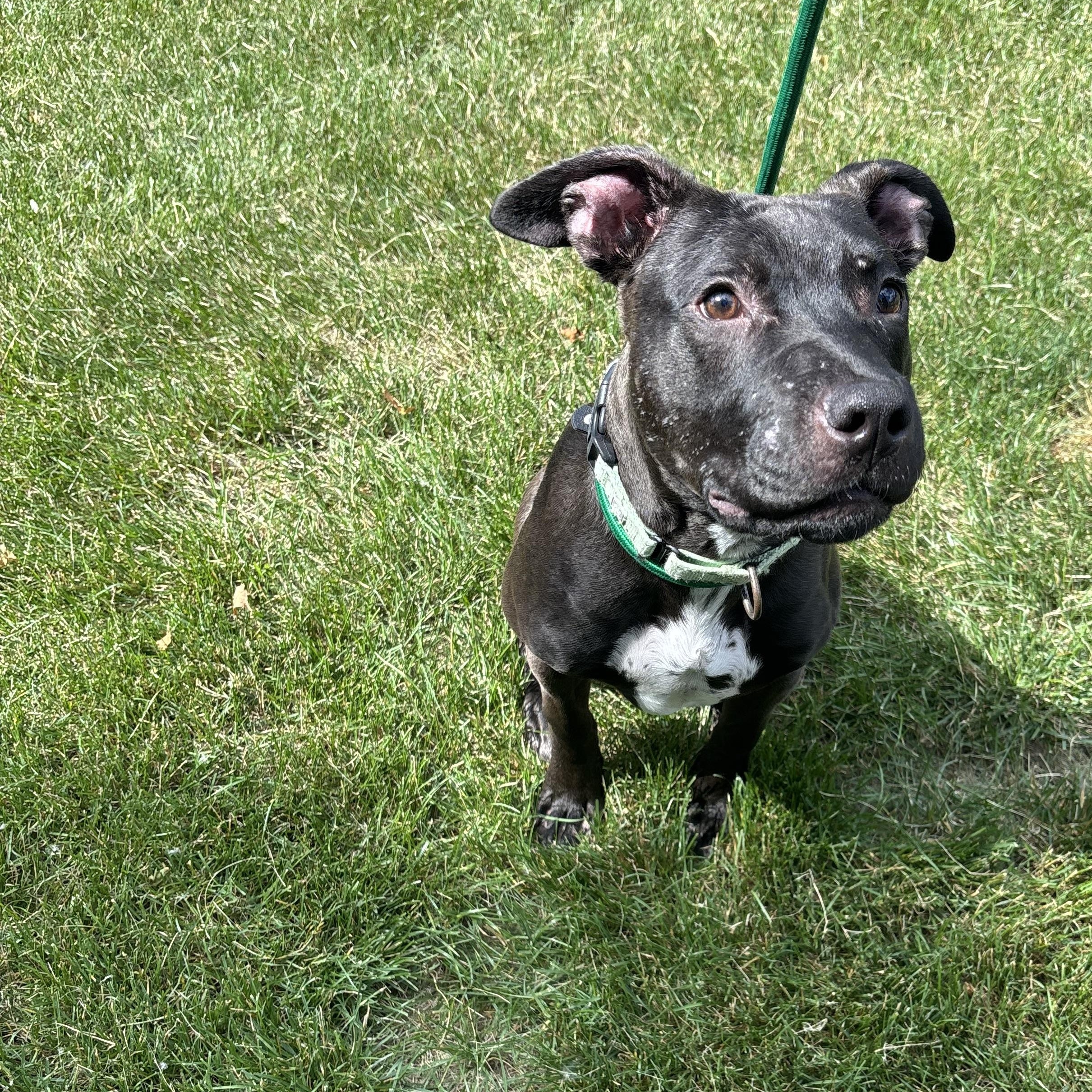 Bada-Bing, adopted, Young Male Mixed Breed.