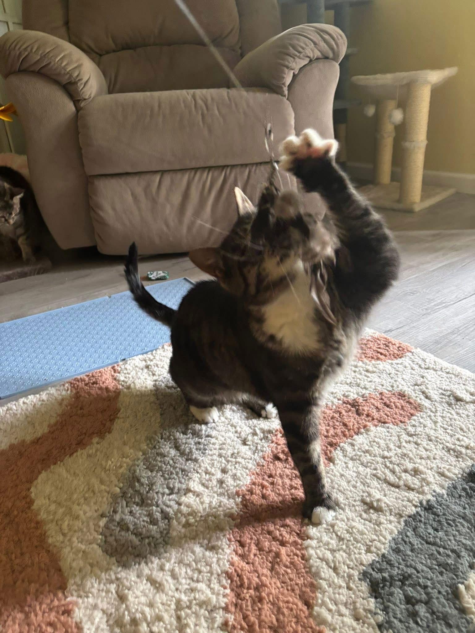 Loki, Adoptable, Adult Male Domestic Short Hair.