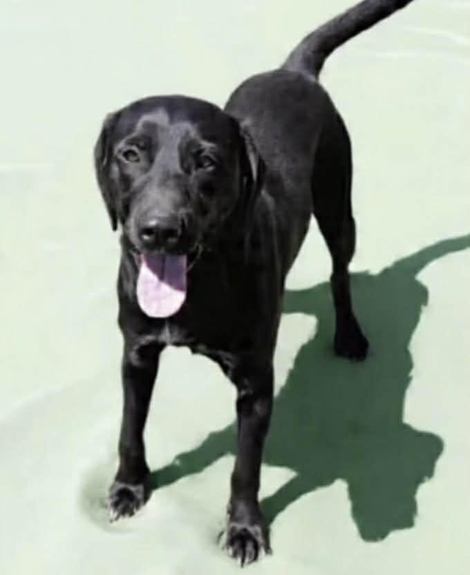 Enlarge Jackson, a Adoptable mixed breed in Port Lavaca, TX image 3/3