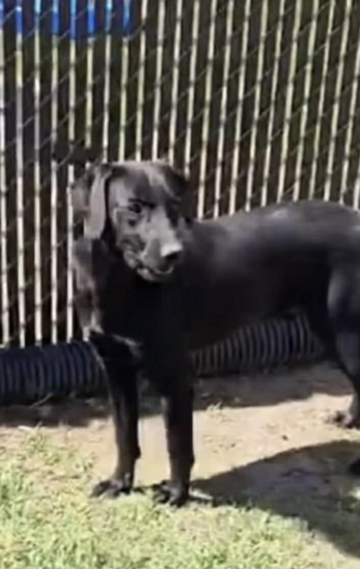 Enlarge Jackson, a Adoptable mixed breed in Port Lavaca, TX image 2/3