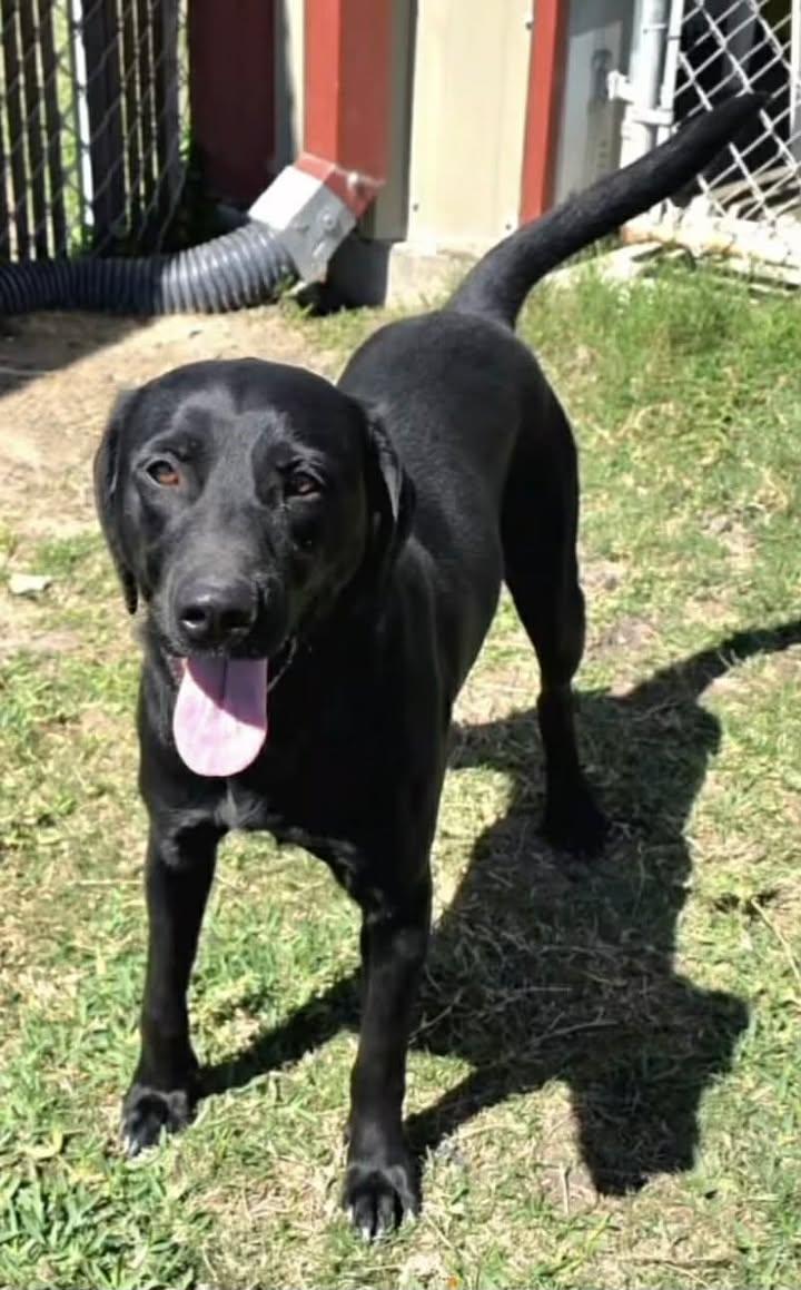 Jackson, Adoptable, Young Male Labrador Retriever.