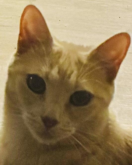 Skittles, Adoptable, Adult Female Domestic Short Hair.