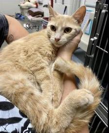 Skittles, Adoptable, Adult Female Domestic Short Hair.