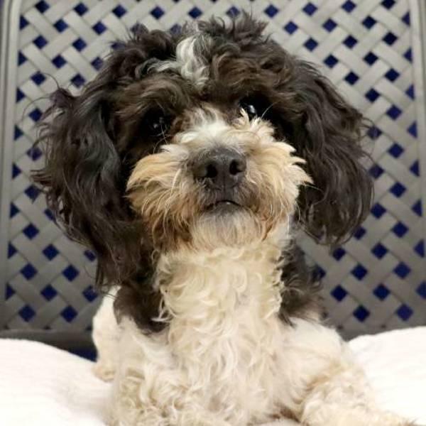 Enlarge Oreo, a Adoptable mixed breed in Fort Davis, TX image 1/2