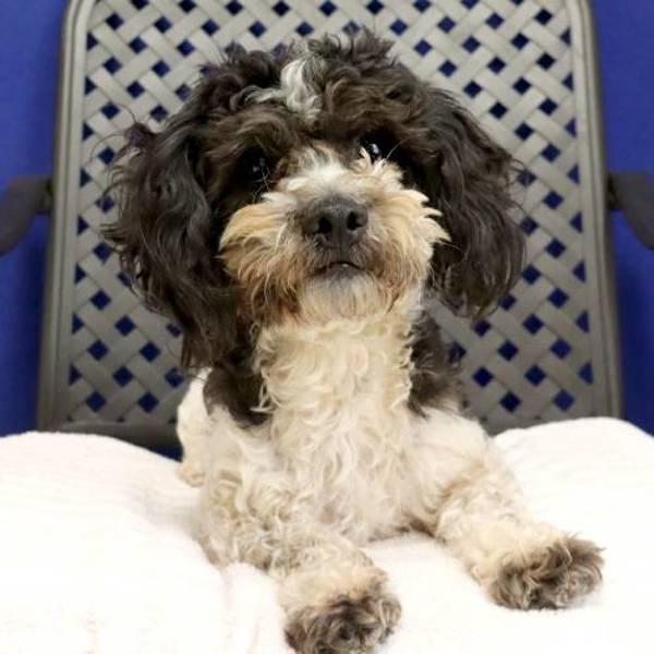 Enlarge Oreo, a Adoptable mixed breed in Fort Davis, TX image 2/2