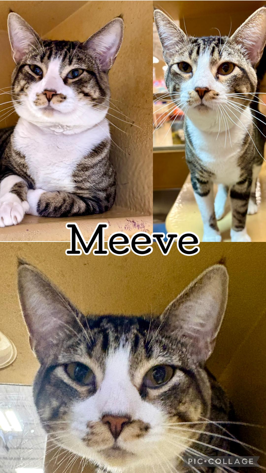 MEEVE, adopted, Kitten Male Tabby.