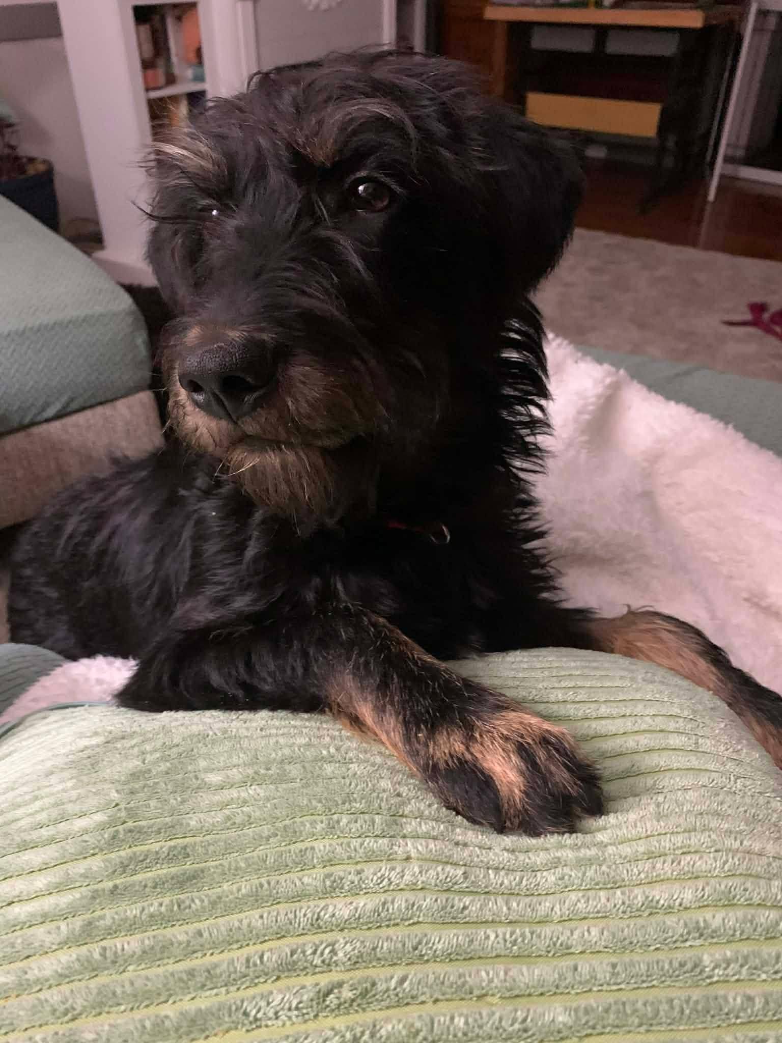 Enlarge Pipit, a ADOPTABLE mixed breed in Souderton, PA image 4/4