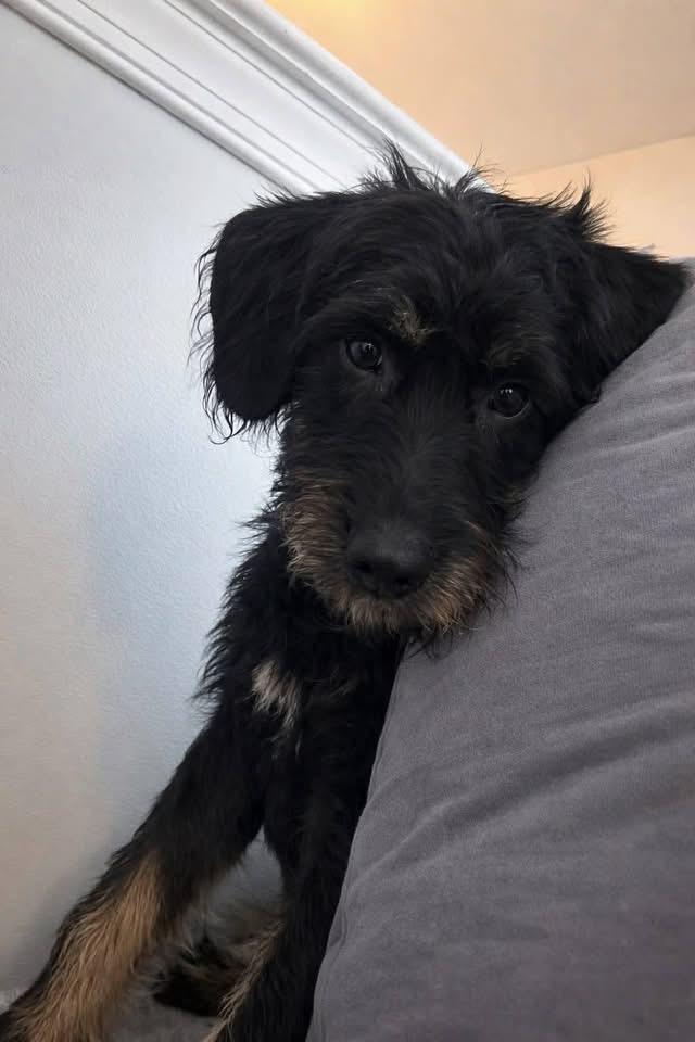 Enlarge Pipit, a ADOPTABLE mixed breed in Souderton, PA image 2/4