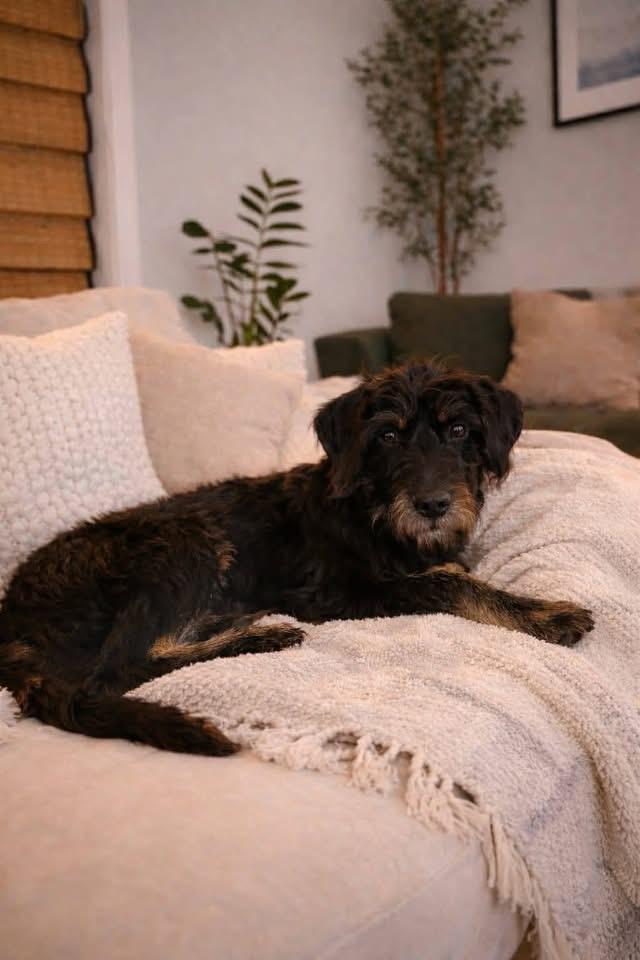 Enlarge Pipit, a ADOPTABLE mixed breed in Souderton, PA image 3/4