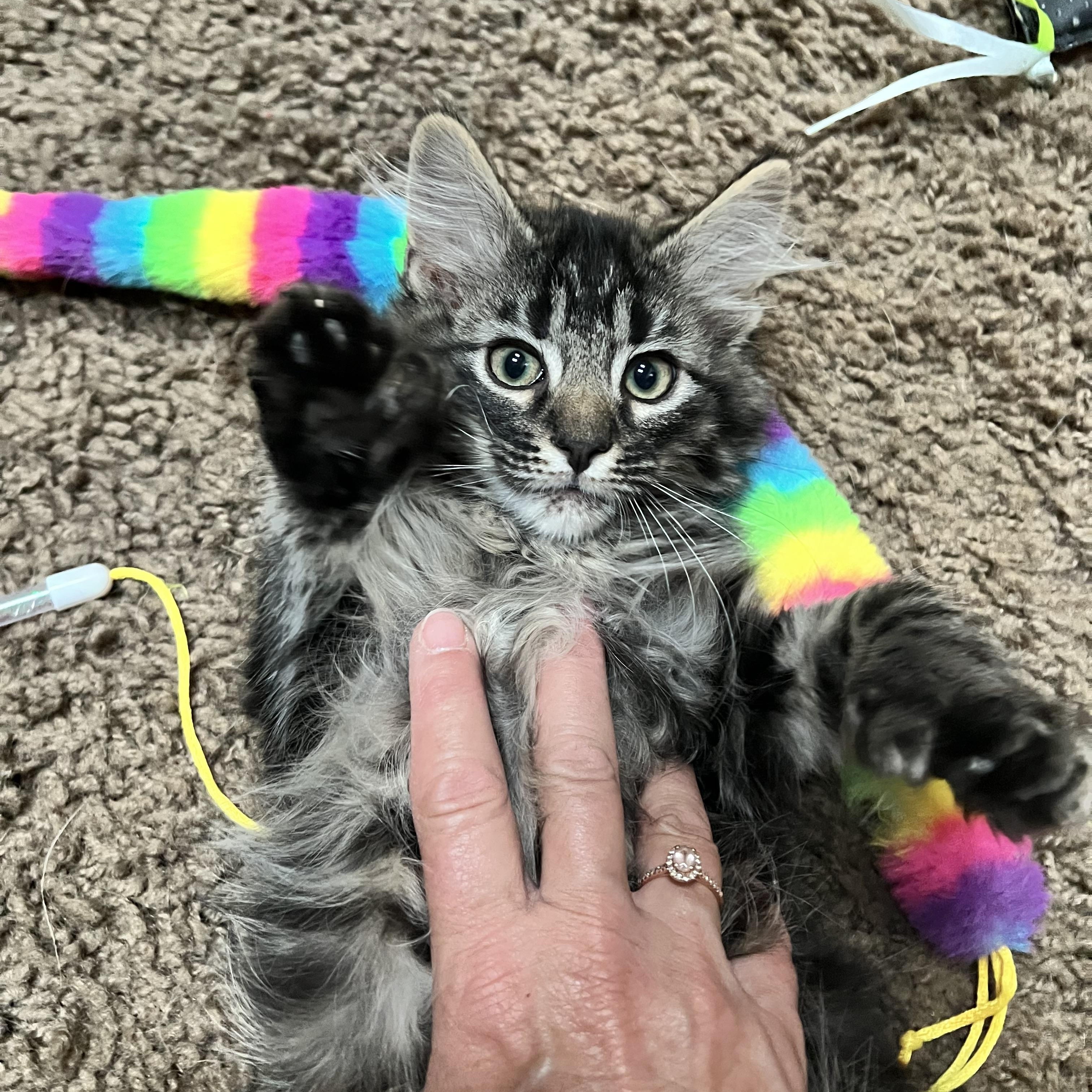 Enlarge Billy, Bobby, Bellamy & Bean, a Adoptable Domestic Short Hair in Wheat Ridge, CO image 4/6