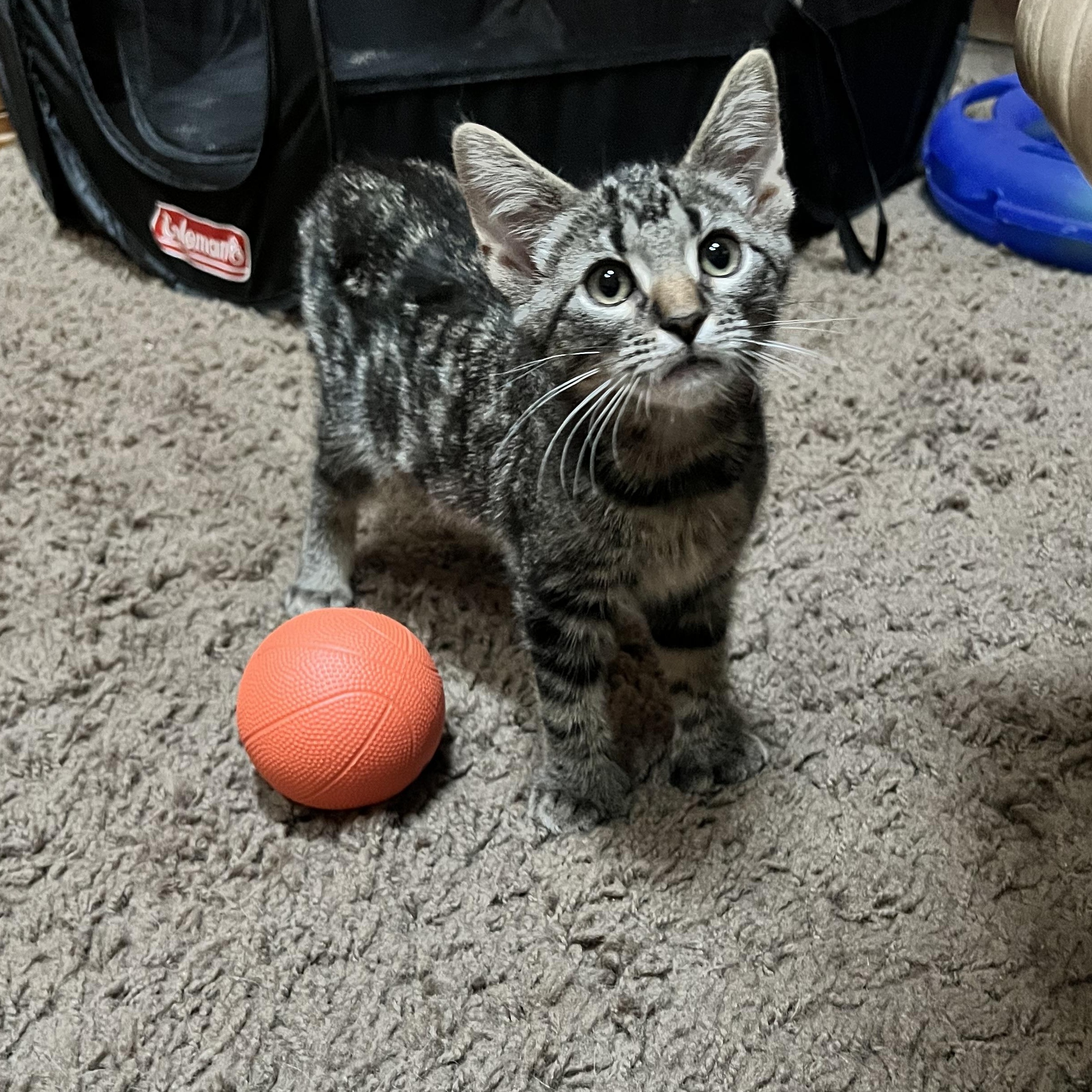 Enlarge Billy, Bobby, Bellamy & Bean, a Adoptable Domestic Short Hair in Wheat Ridge, CO image 2/6