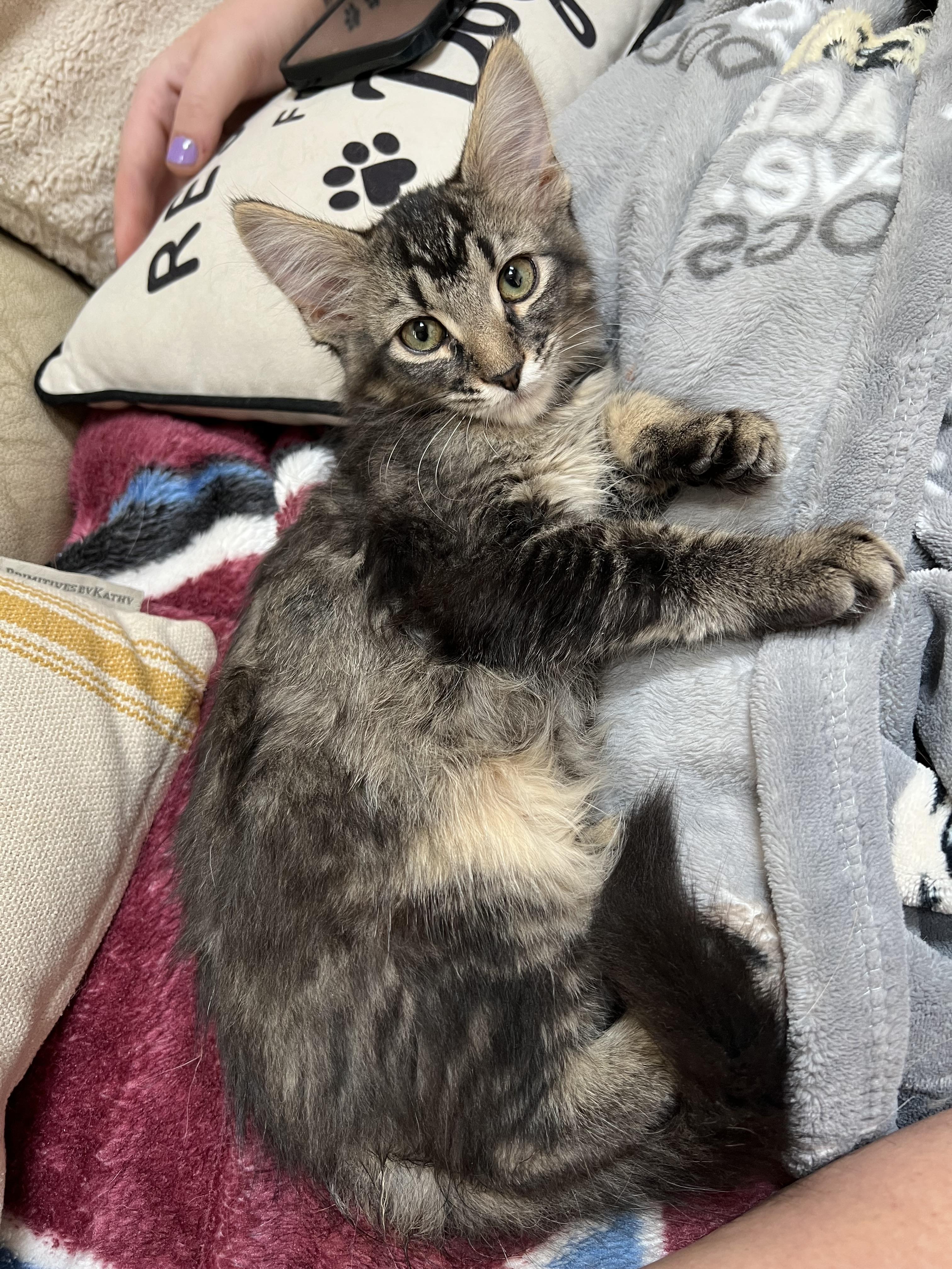 Billy, Bobby, Bellamy & Bean, Adoptable, Kitten Male Domestic Short Hair.