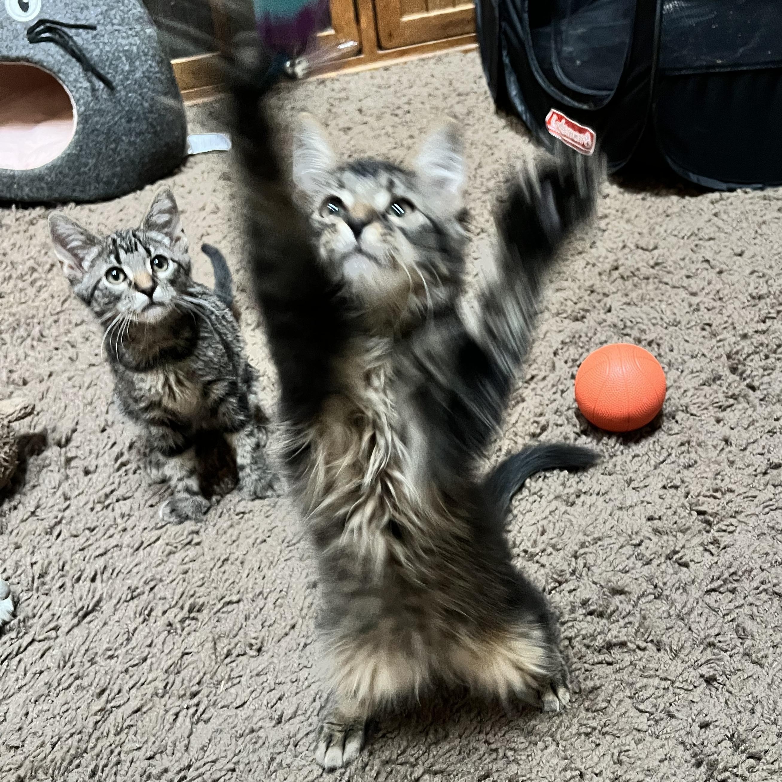 Enlarge Billy, Bobby, Bellamy & Bean, a Adoptable Domestic Short Hair in Wheat Ridge, CO image 5/6