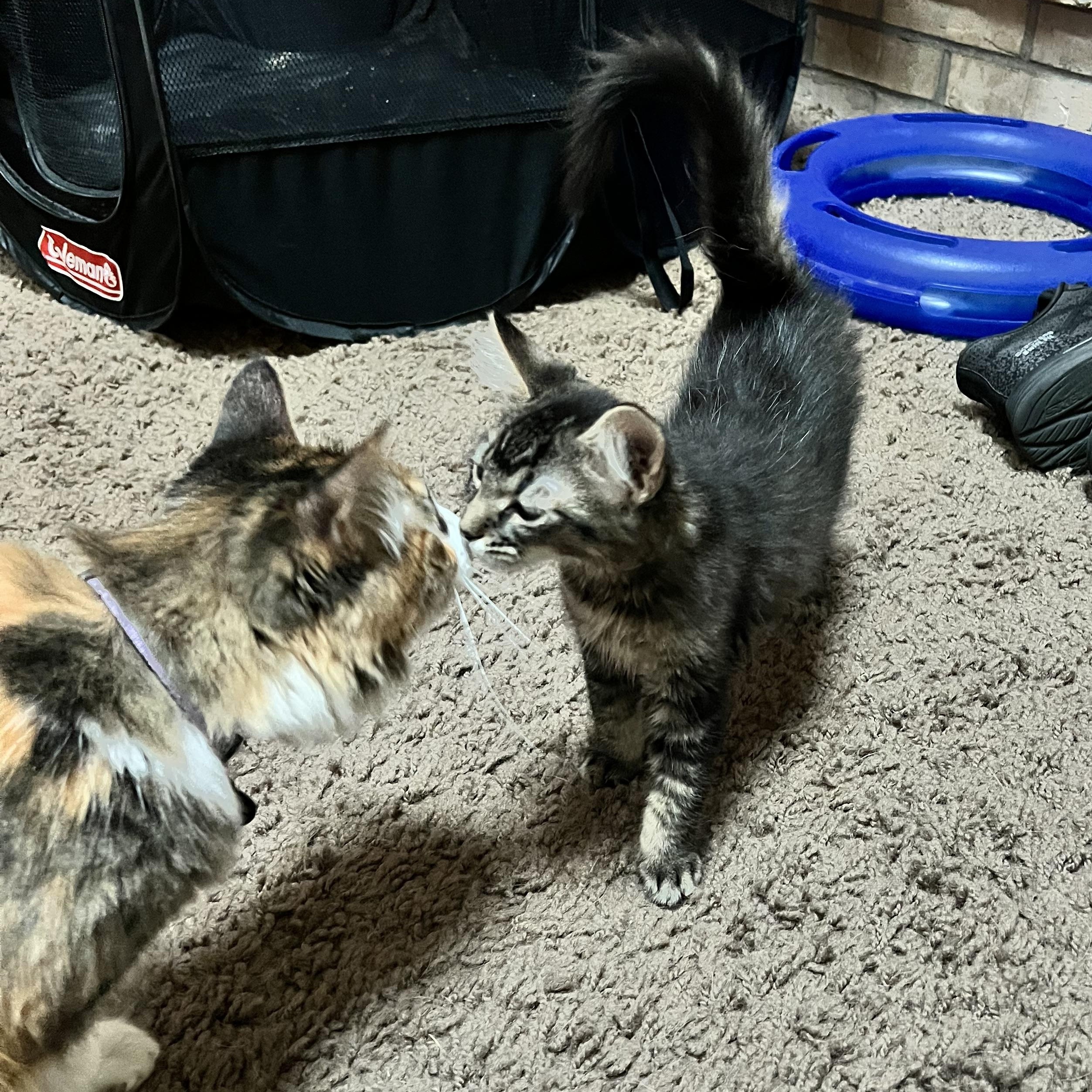 Enlarge Billy, Bobby, Bellamy & Bean, a Adoptable Domestic Short Hair in Wheat Ridge, CO image 3/6