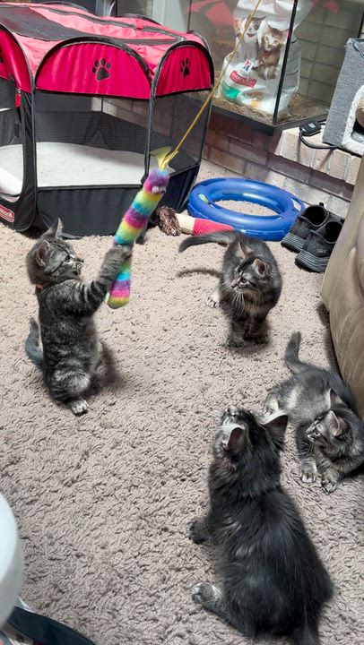 Enlarge Billy, Bobby, Bellamy & Bean, a Adoptable Domestic Short Hair in Wheat Ridge, CO video 6/6