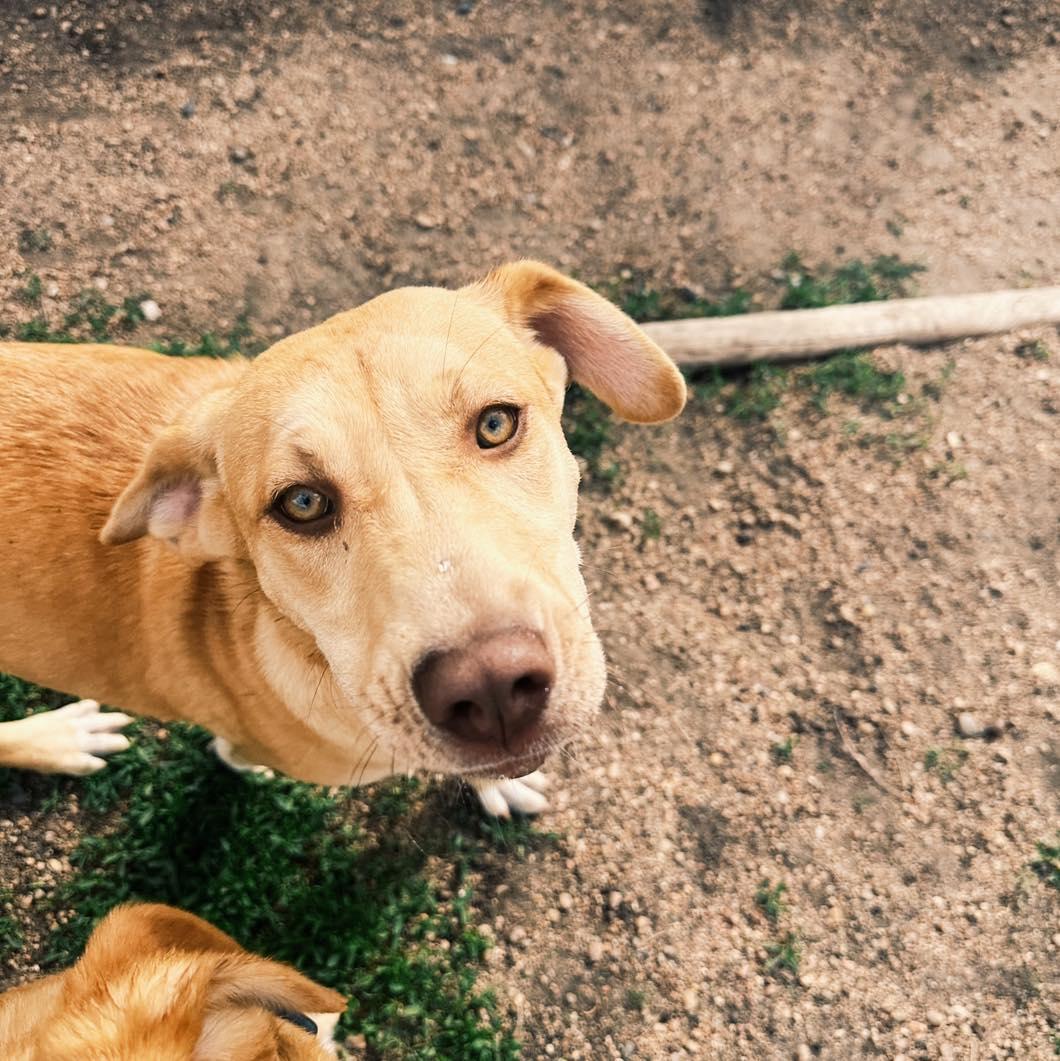 Rosa, Adoptable, Puppy Female Siberian Husky & Chow Chow.