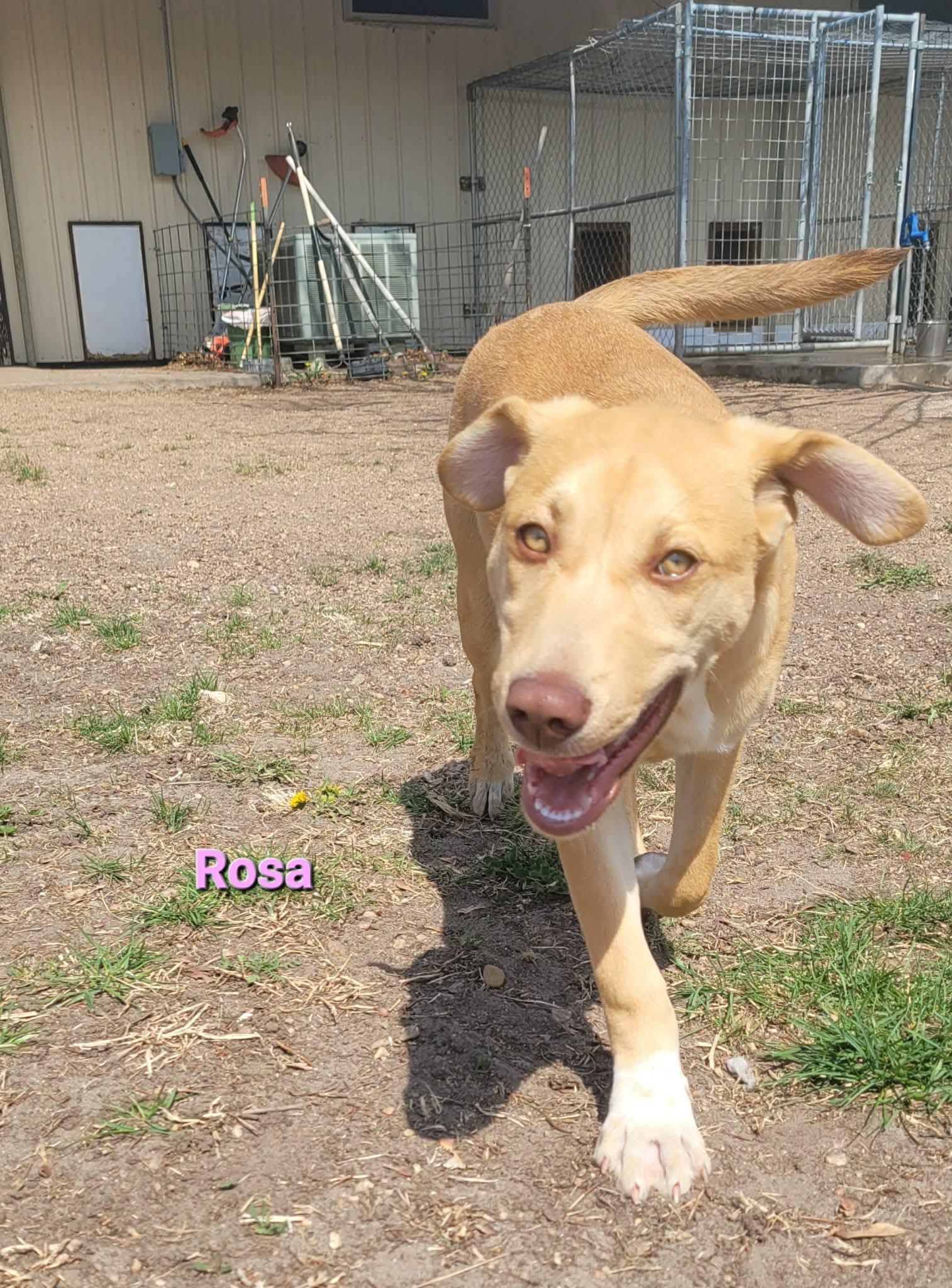 Rosa, Adoptable, Puppy Female Siberian Husky & Chow Chow.