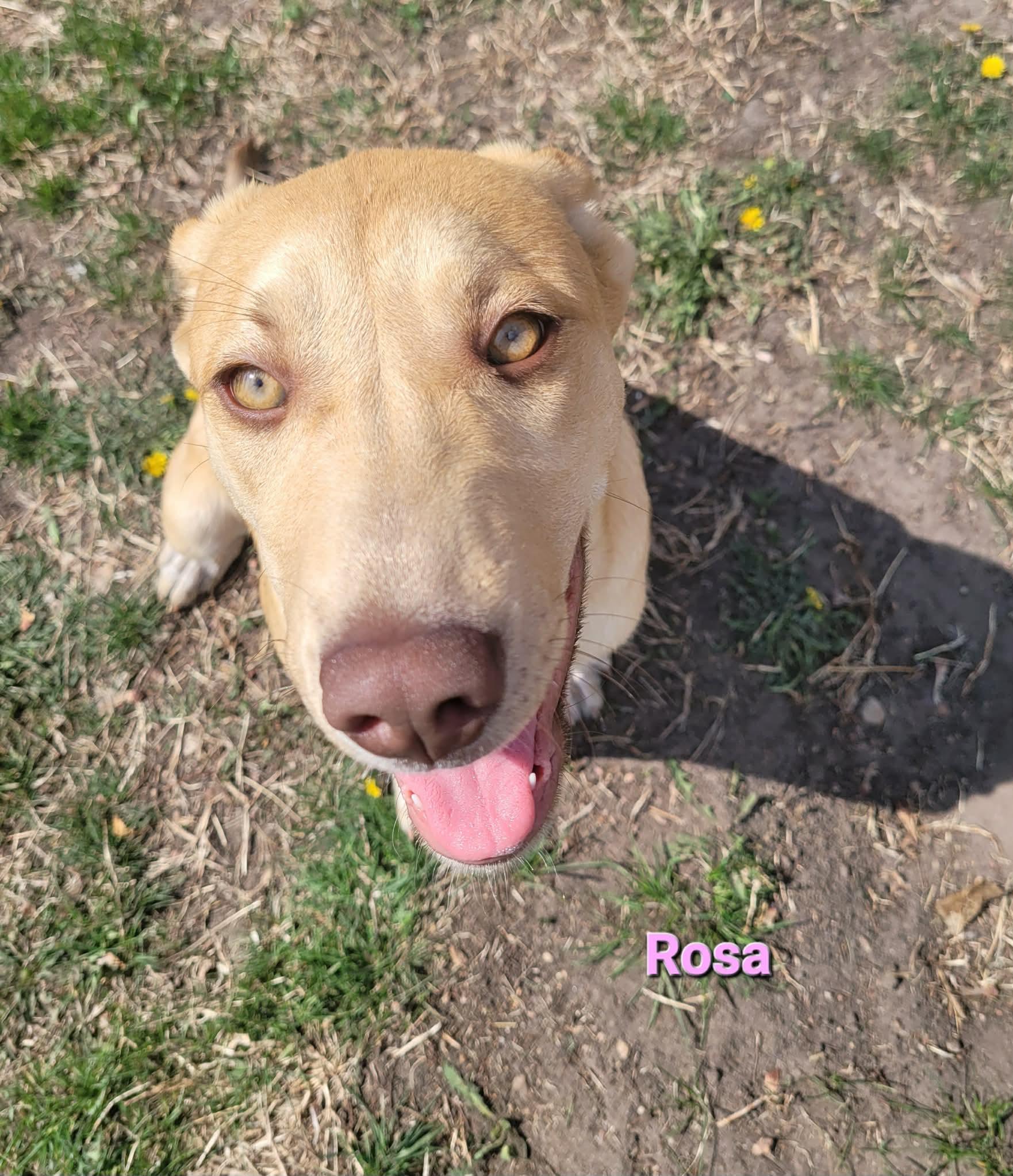 Enlarge Rosa, a Adoptable mixed breed in ONeill, NE image 2/2
