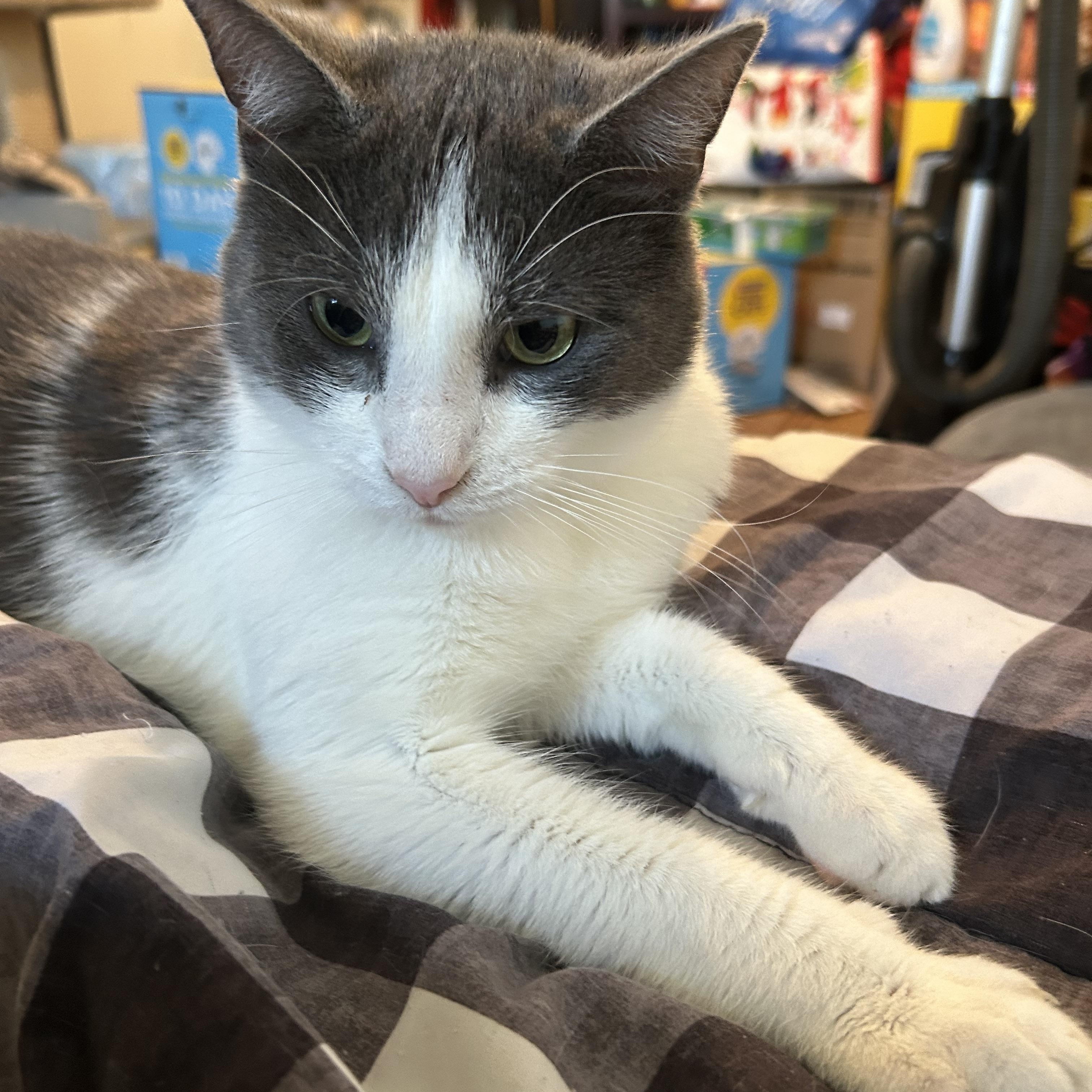 Enlarge Charlie , a ADOPTABLE mixed breed in Parma, OH image 1/1