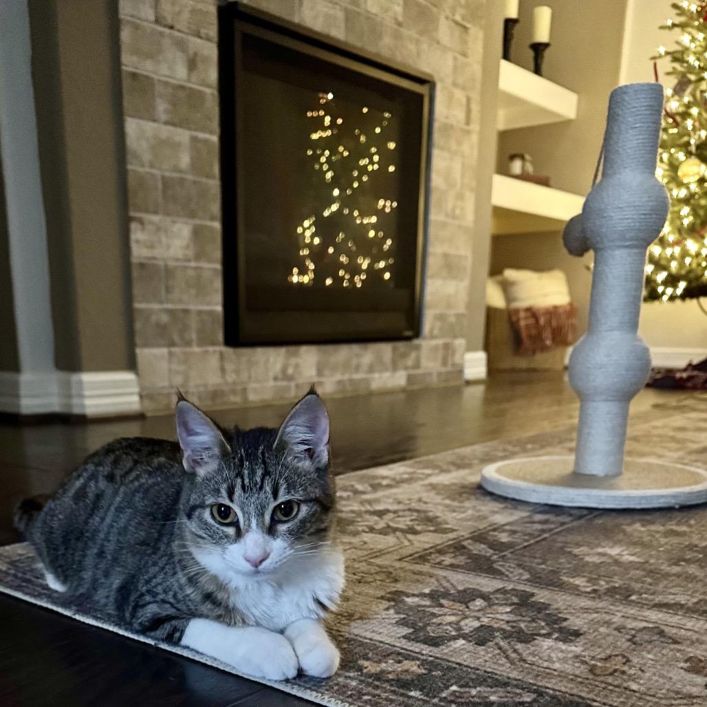 Enlarge Claus, a Adoptable Domestic Short Hair in Houston, TX image 2/2