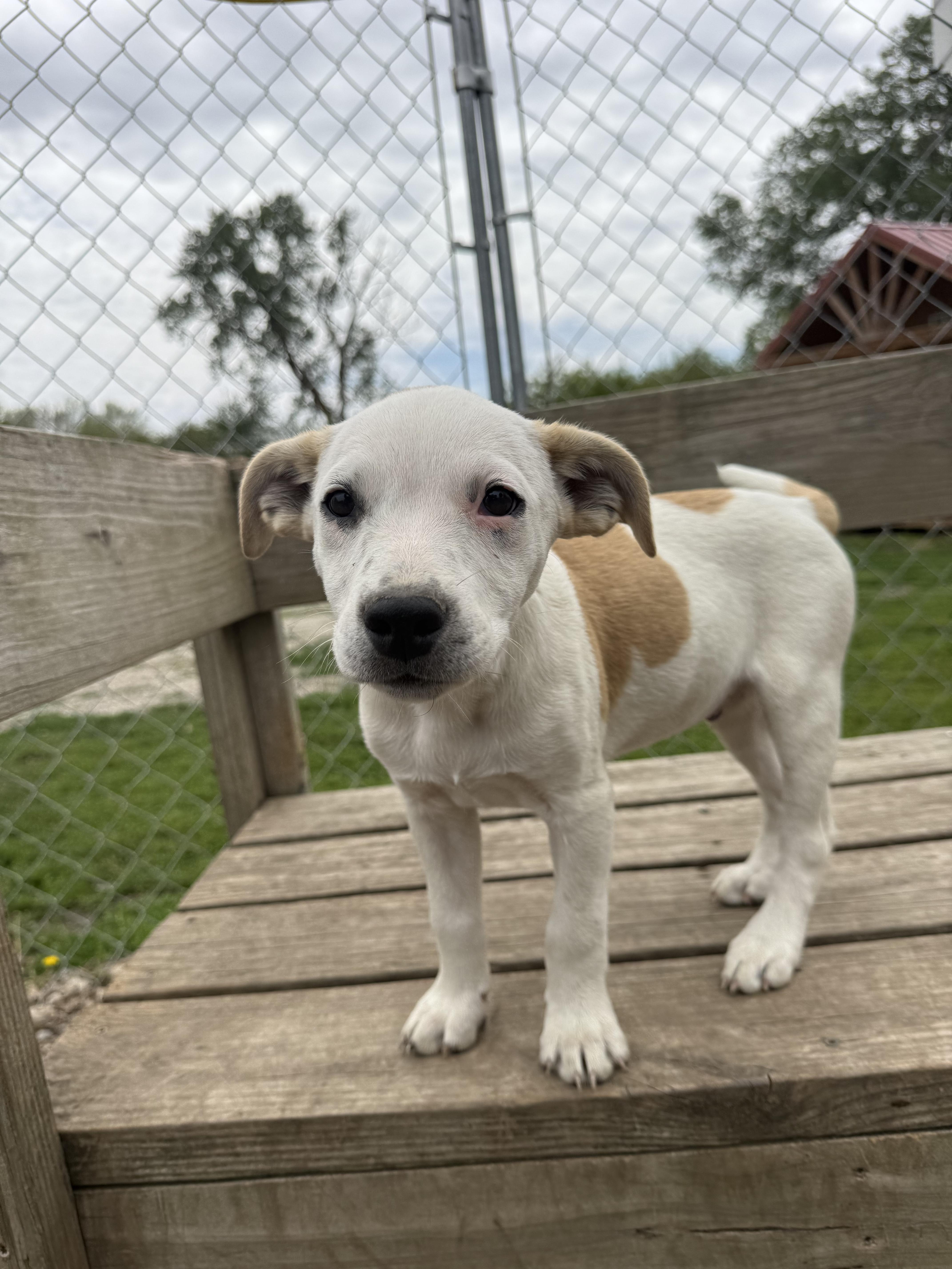 Enlarge Mickey, a ADOPTABLE mixed breed in Murray, NE image 2/4