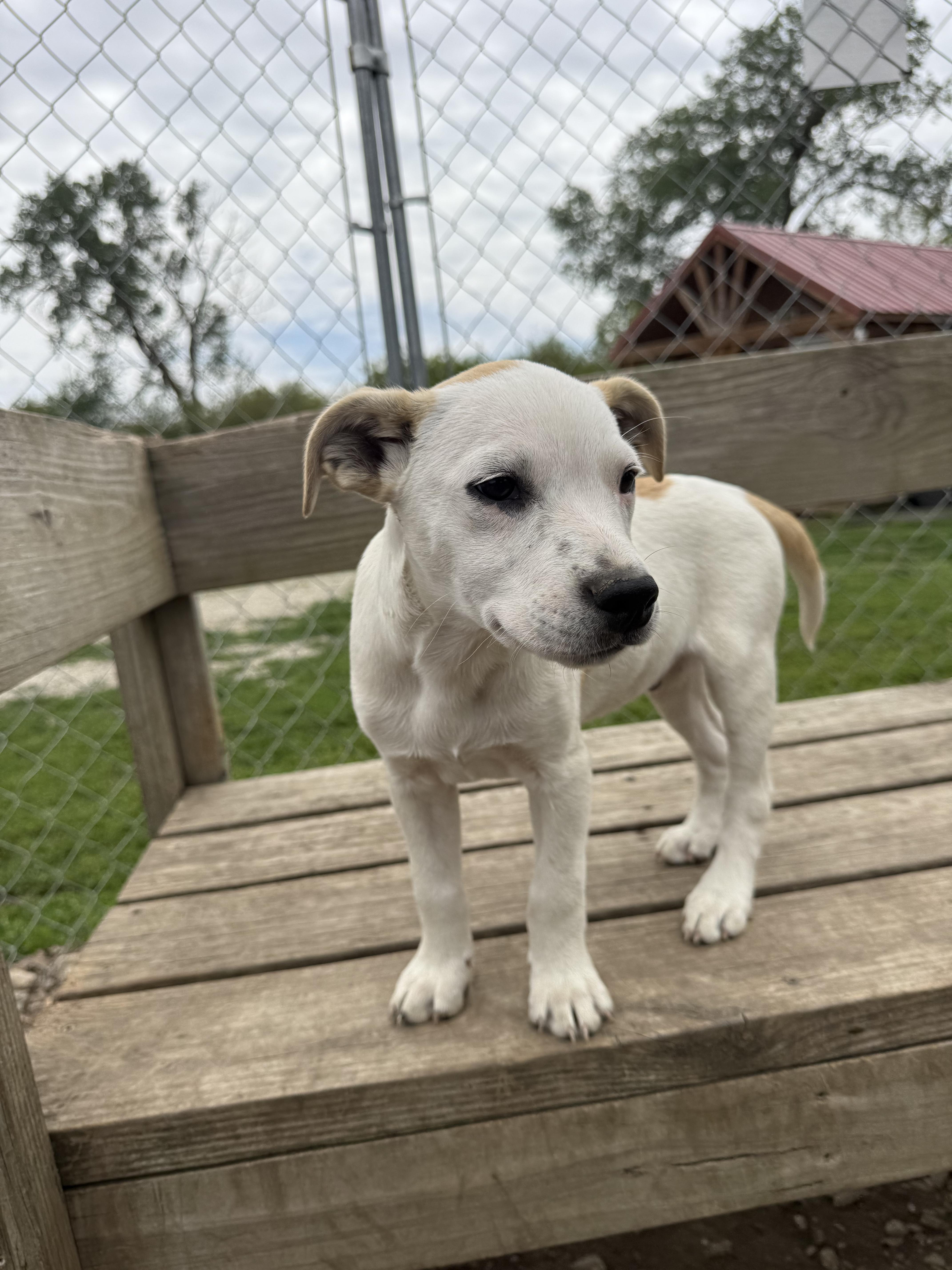 Enlarge Mickey, a ADOPTABLE mixed breed in Murray, NE image 4/4