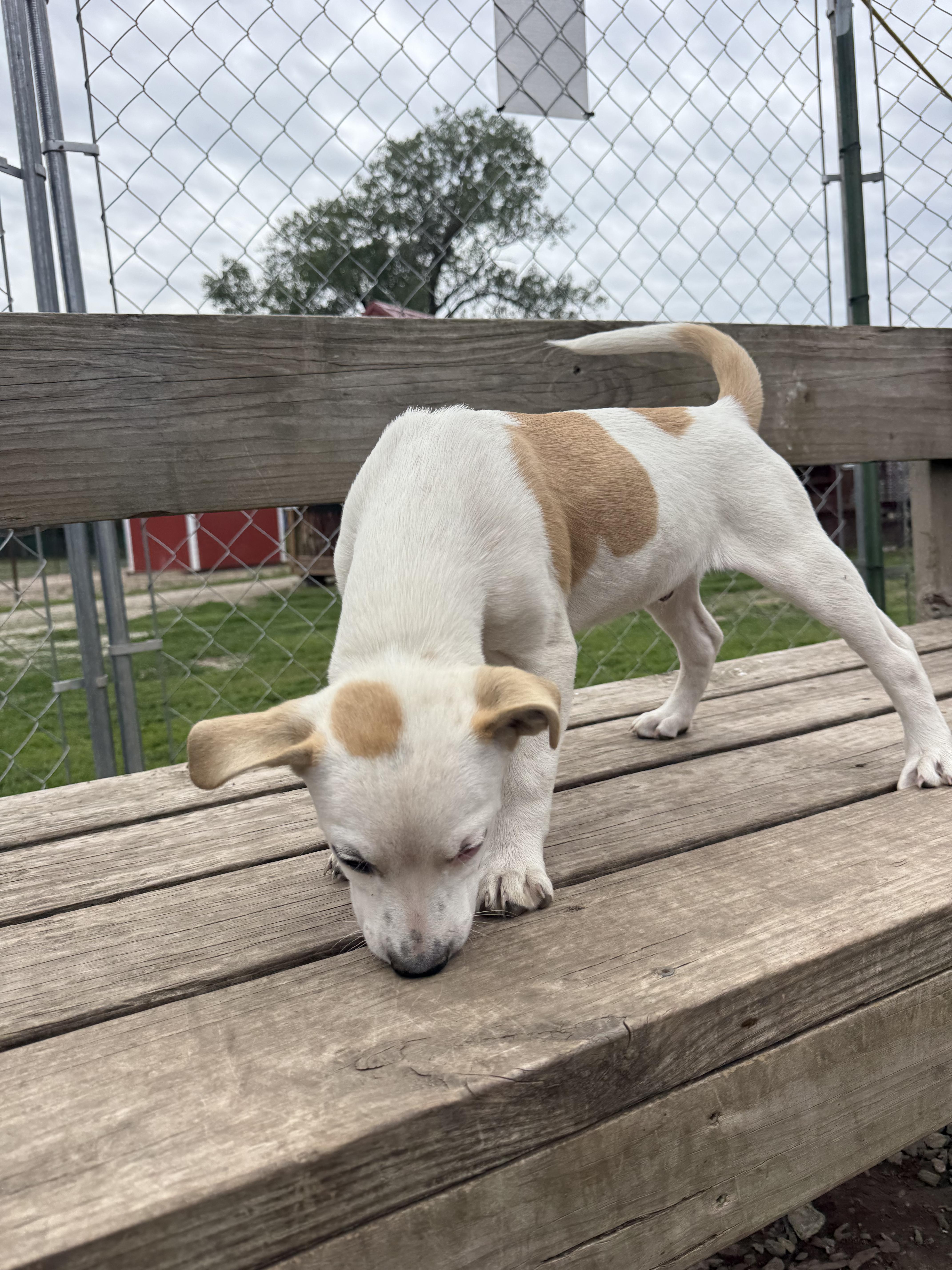 Enlarge Mickey, a ADOPTABLE mixed breed in Murray, NE image 3/4