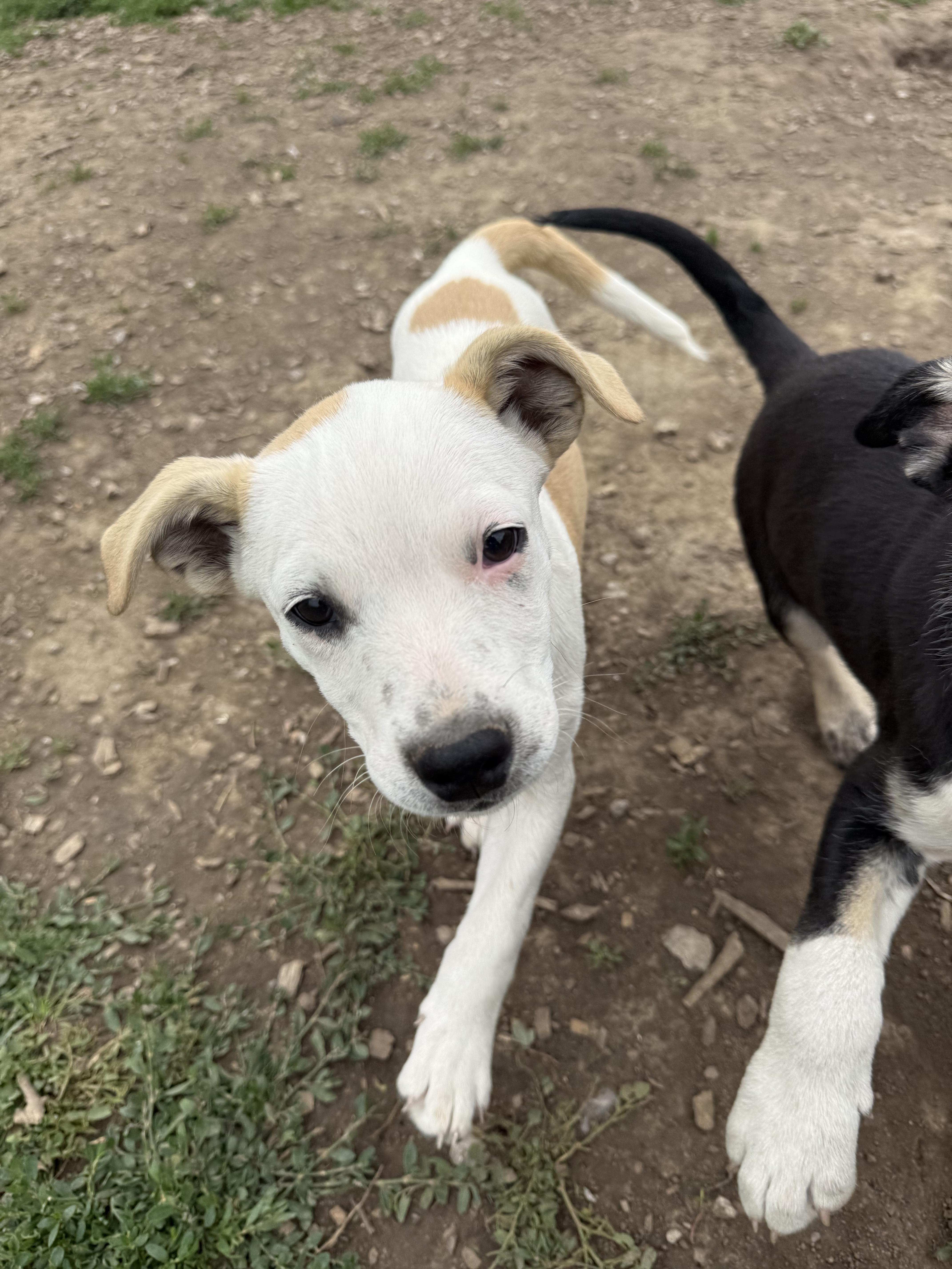 Enlarge Mickey, a ADOPTABLE mixed breed in Murray, NE image 1/4